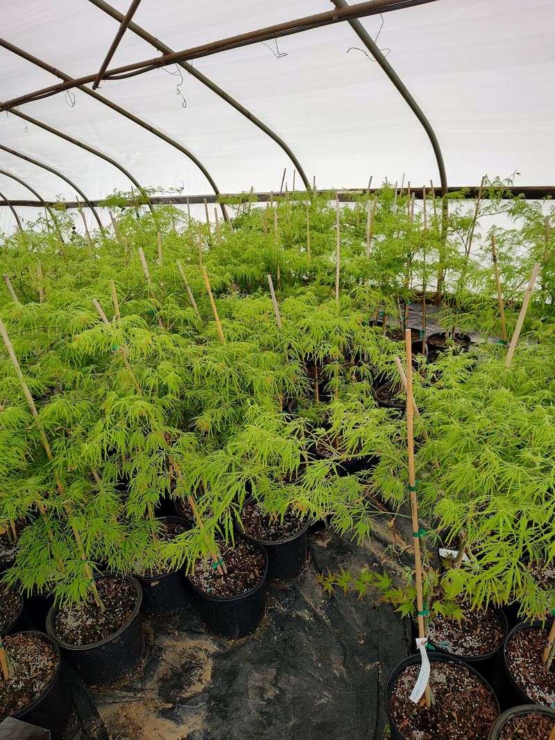 Check Saturday Hours Before Making A Long-Distance Plant Run