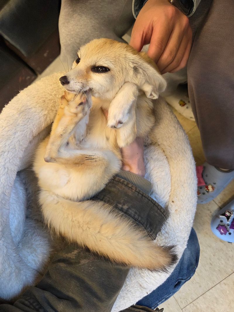 This North Carolina Safari Lets You Hold Hands With Tiny Otters, And They Might Even High Five You - Decor Hint Babies With Tiny Paws Steal The Whole Show