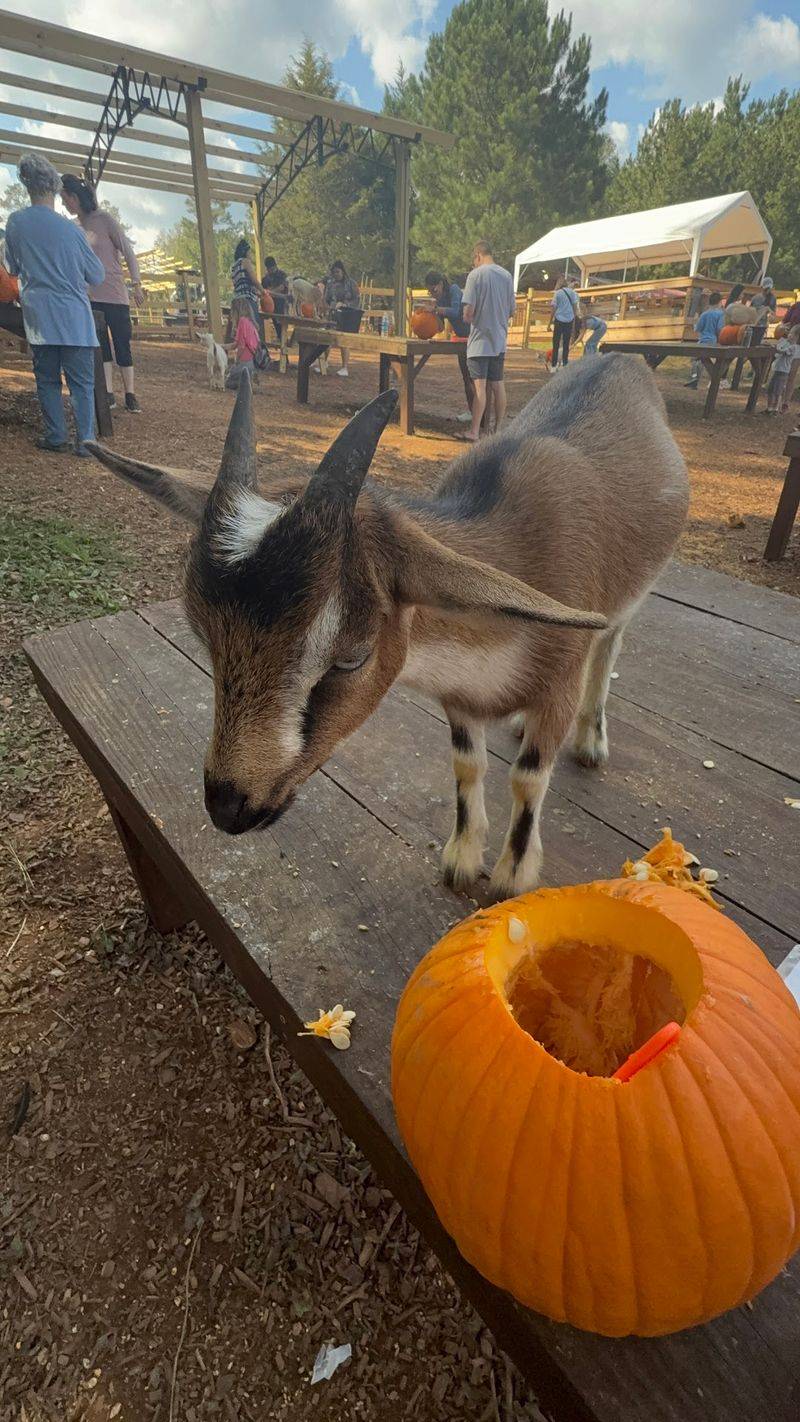 Plan Your Trip Before The Goats Get Impatient