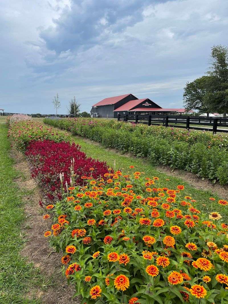 This Kentucky Apple Orchard Was Named The Best Place In The State To Go Apple Picking - Decor Hint Festivals Turn Every Season Into A Reason To Return