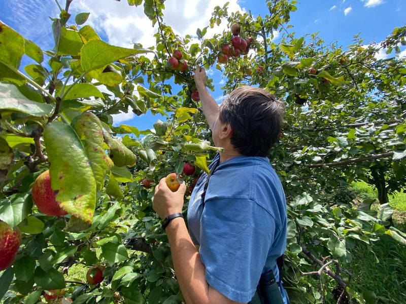 This North Carolina Apple Orchard Was Just Voted One Of The Best In America - Decor Hint Why Families Have Been Coming Back To This Mountaintop Orchard Since 1980