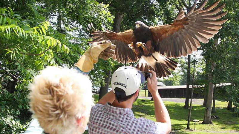 Falcons, Horses, And Zip Lines