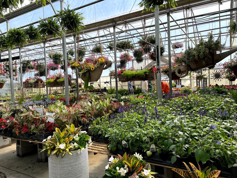 Spring Turns The Greenhouses Into A Flower Explosion