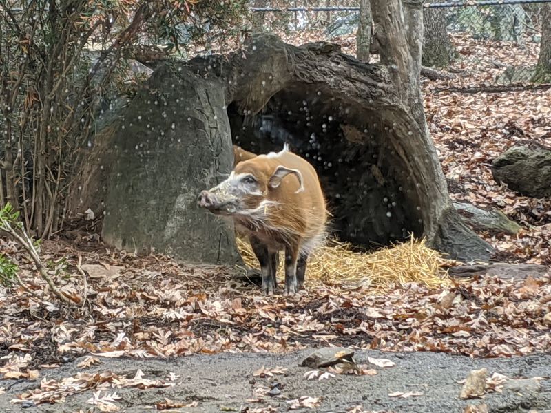 North Carolina Hides A 40-Acre African Wildlife Paradise Where Giant Elephants Roam - Decor Hint Lions, Red River Hogs, And Some Surprising Characters