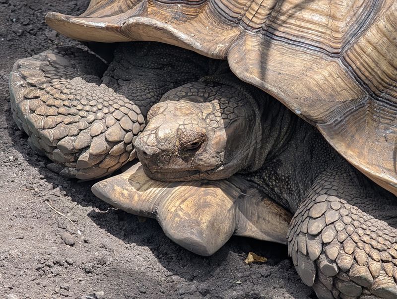 Tortoises, Parrots, and a Fossil Surprise