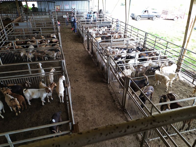 You Can Actually Buy Cattle, Goats And More At This Old-School North Carolina Livestock Auction - Decor Hint Expect A Mix Of Farmers, Buyers And Livestock Moving Through The Barn