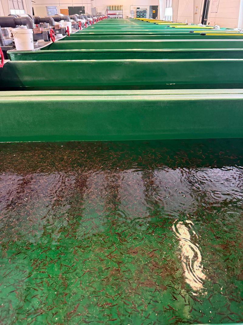 Hagerman National Fish Hatchery (IDFG)