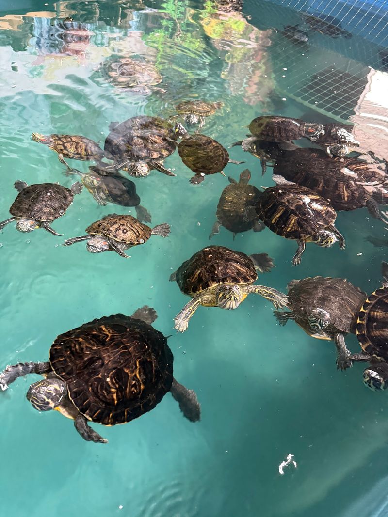 Hundreds Of Reptiles From Around The World Live Inside This Small Idaho Animal Center - Decor Hint Second Chances For Gators, Pythons, And Misshapen Shells