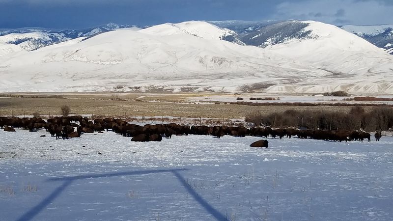 Bison Graze The Pastures At Blackhorn Bison Ranch In Lemhi, Idaho - Decor Hint Quiet Days For Families And Wanderers