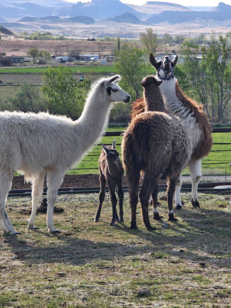 Friendly Hosts, Curious Kids, And A Few Bonus Animals