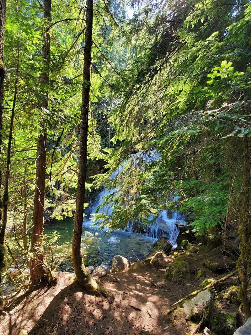A Narrow Dirt Path Under Cedars