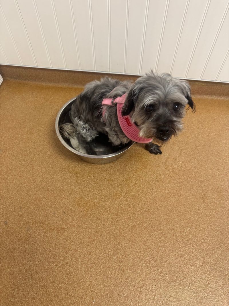 This Connecticut Animal Shelter Gives Abandoned And Senior Dogs A Second Chance At A Loving Home - Decor Hint Seniors For Seniors Pairs Wise Humans With Wise Pets