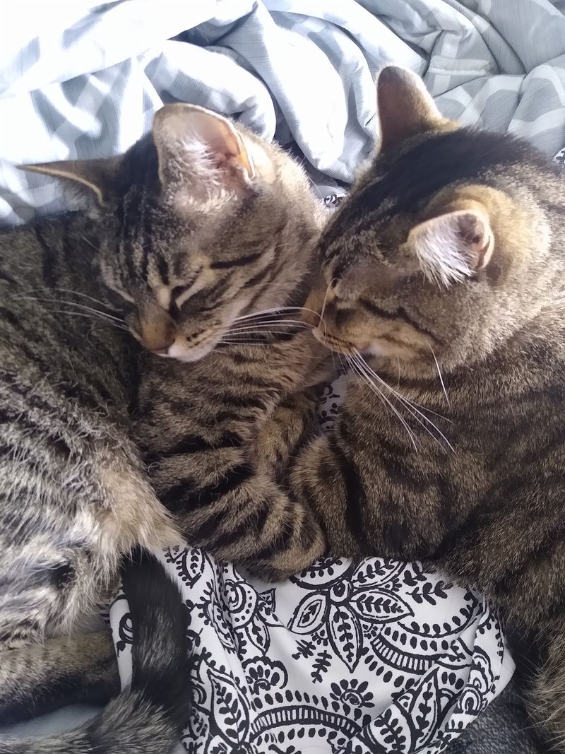 Double The Paws, Half The Second Fee