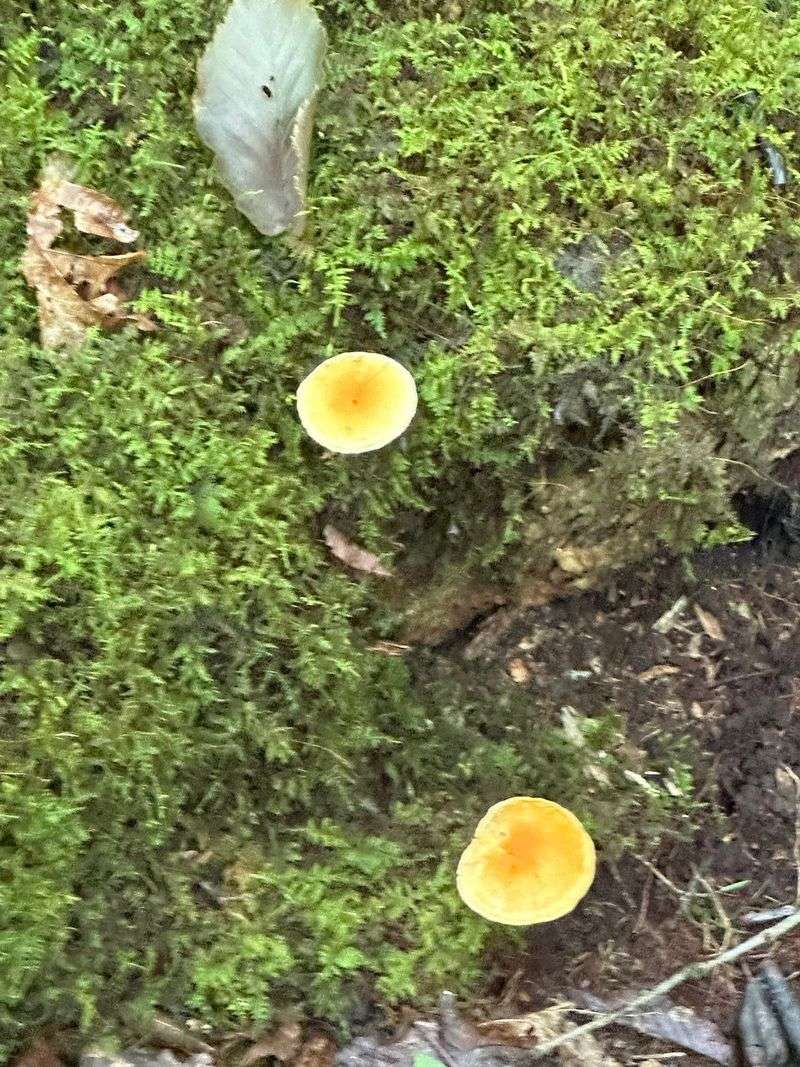 Rare Plants That Play Hard To Get