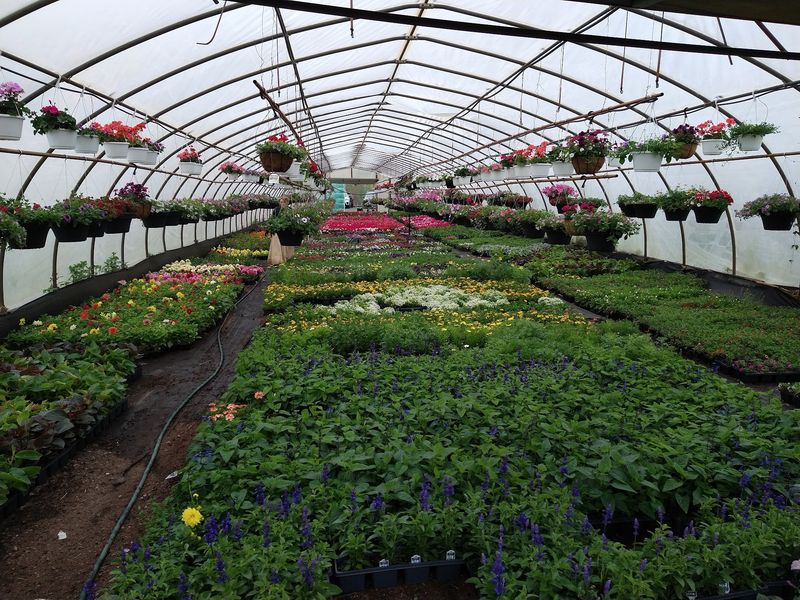 Sedums, Bee Balm And Plenty More
