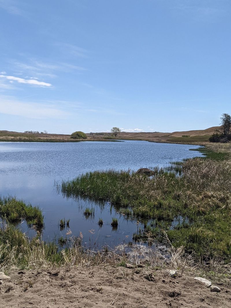Before You Drive Out Know That Nebraska's Sandhills Hold A Lake Where Bison Wade At Dusk - Decor Hint Who Will Love It Most, From Hunters To Quiet Seekers
