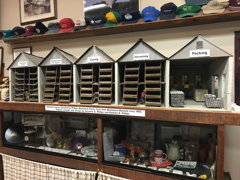 A Mini Museum Explains How Mushrooms Actually Grow