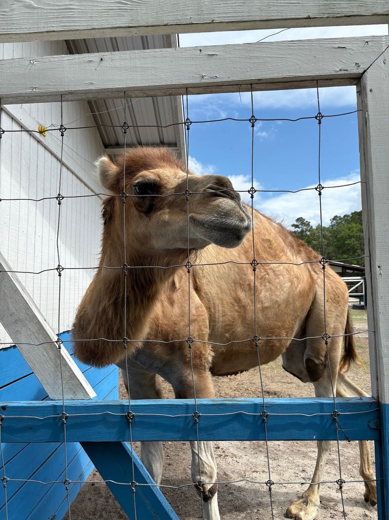 This Georgia Zoo Lets You Get Up Close With Sloths, Camels, And Exotic Animals - Decor Hint Smart Tips For A Smooth, Happy Visit