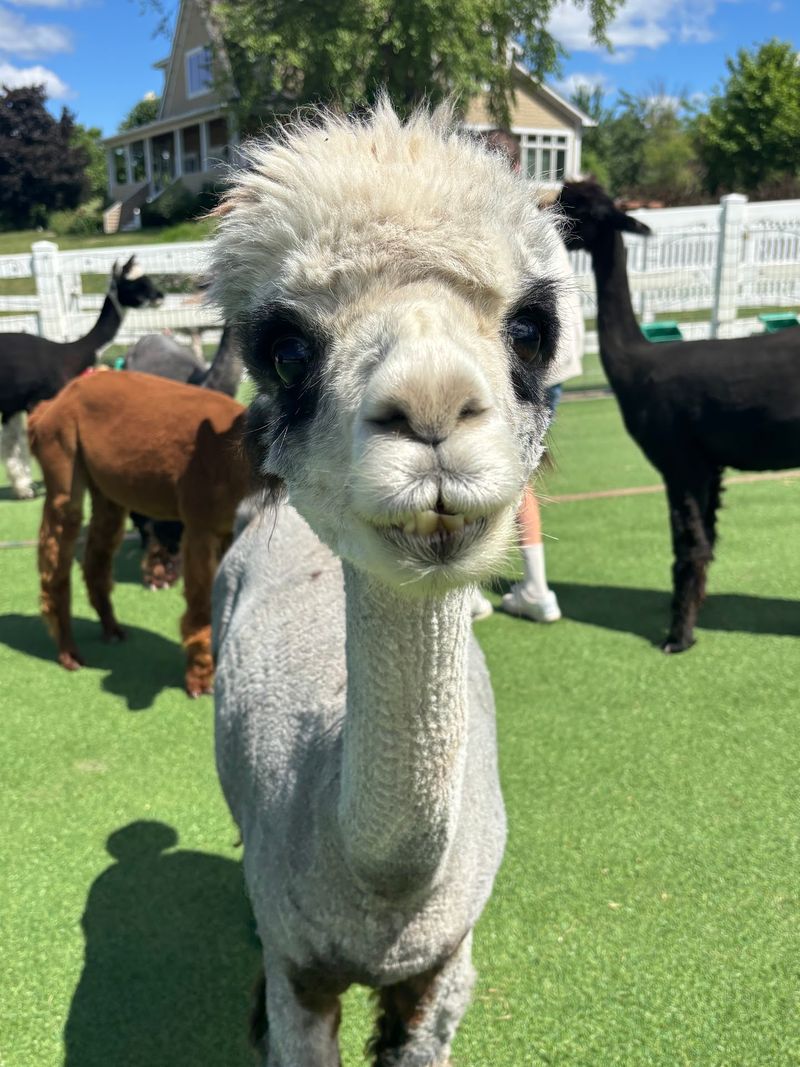 Champion Alpacas With Fancy Fleece