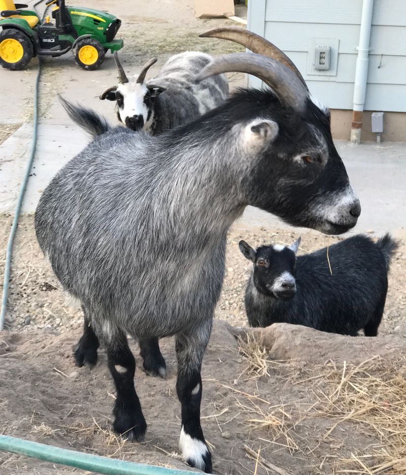 Yes, Kids Really Did Scoop Goat Poop Here