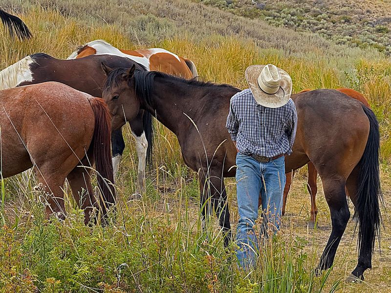 This Idaho Ranch Pairs A Fast Ride Herding About 40 Horses With A Homemade Treat Waiting Afterward - Decor Hint Guides Who Make A Big Herd Feel Manageable