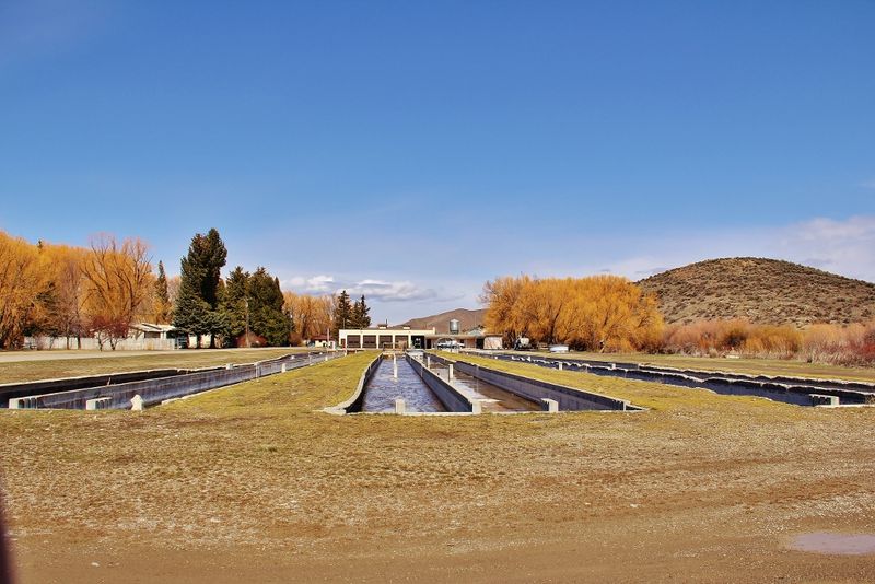 9 Idaho Fish Hatcheries Where Kids Watch Thousands Of Trout Fill The ...