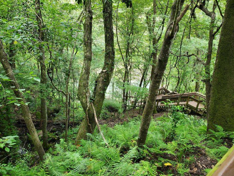 Owls, Songbirds, and Rustling Leaves