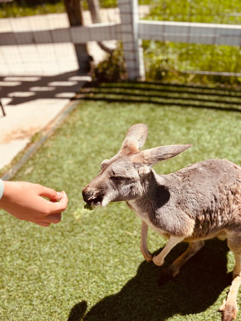 Kangaroos, Porcupines, And Yoga Fun