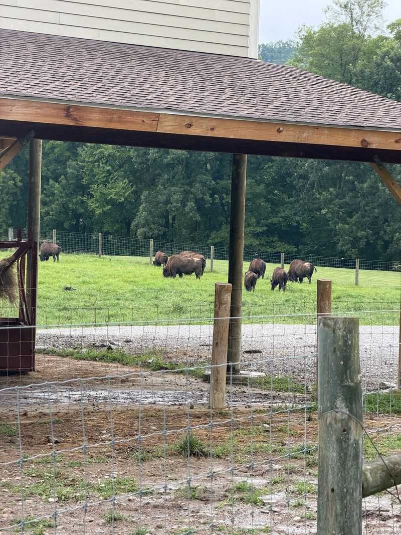 Bluegrass Tunes, Pony Rides, And Bison Views