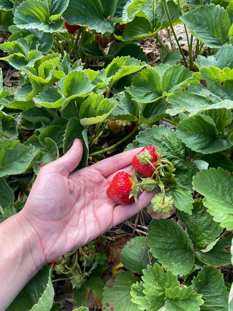 Grab A Basket And Pick Your Own Goodies