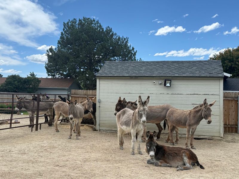 Why Keeping Herd Mates Together Matters So Much Here