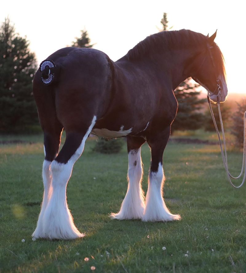 More Than 30 Clydesdales And Draft Horses Pull Wagons At This Working Nebraska Farm - Decor Hint Show Ring Polish Is Part Of The Job Here