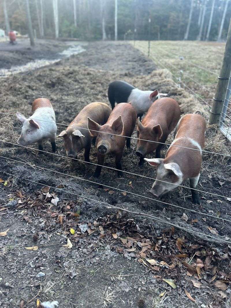 Farmasea