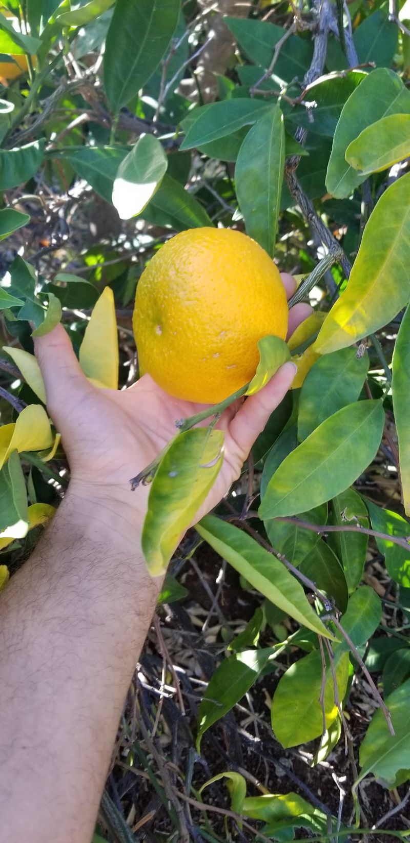 Mountain Mandarin Festival