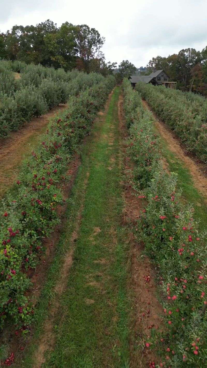 9 Charming And Cozy Georgia Food Stops Worth Visiting During Your Fall Mountain Drive - Decor Hint Mercier Orchards, Blue Ridge