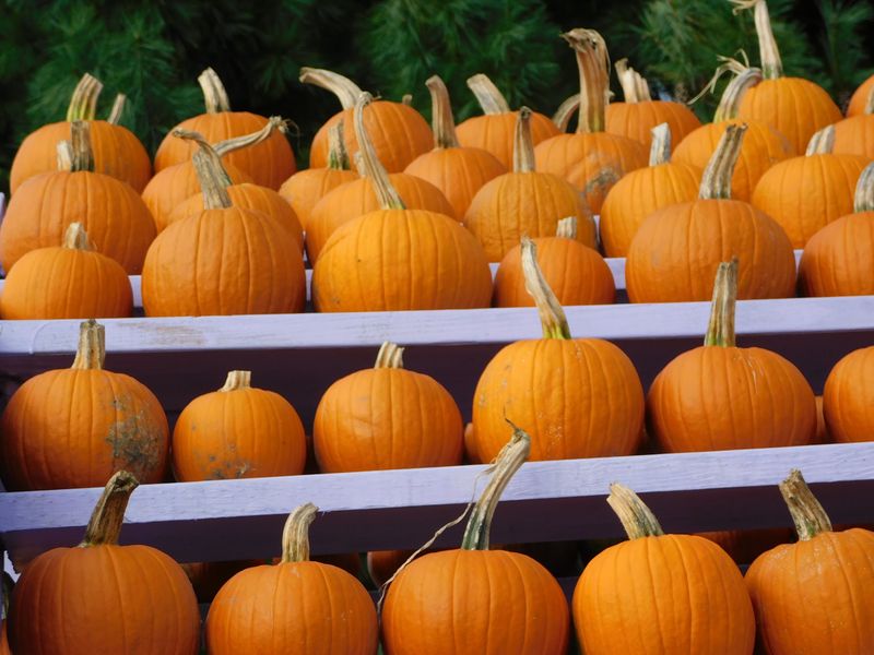 Picking A Favorite Pumpkin Might Be The Hardest Part