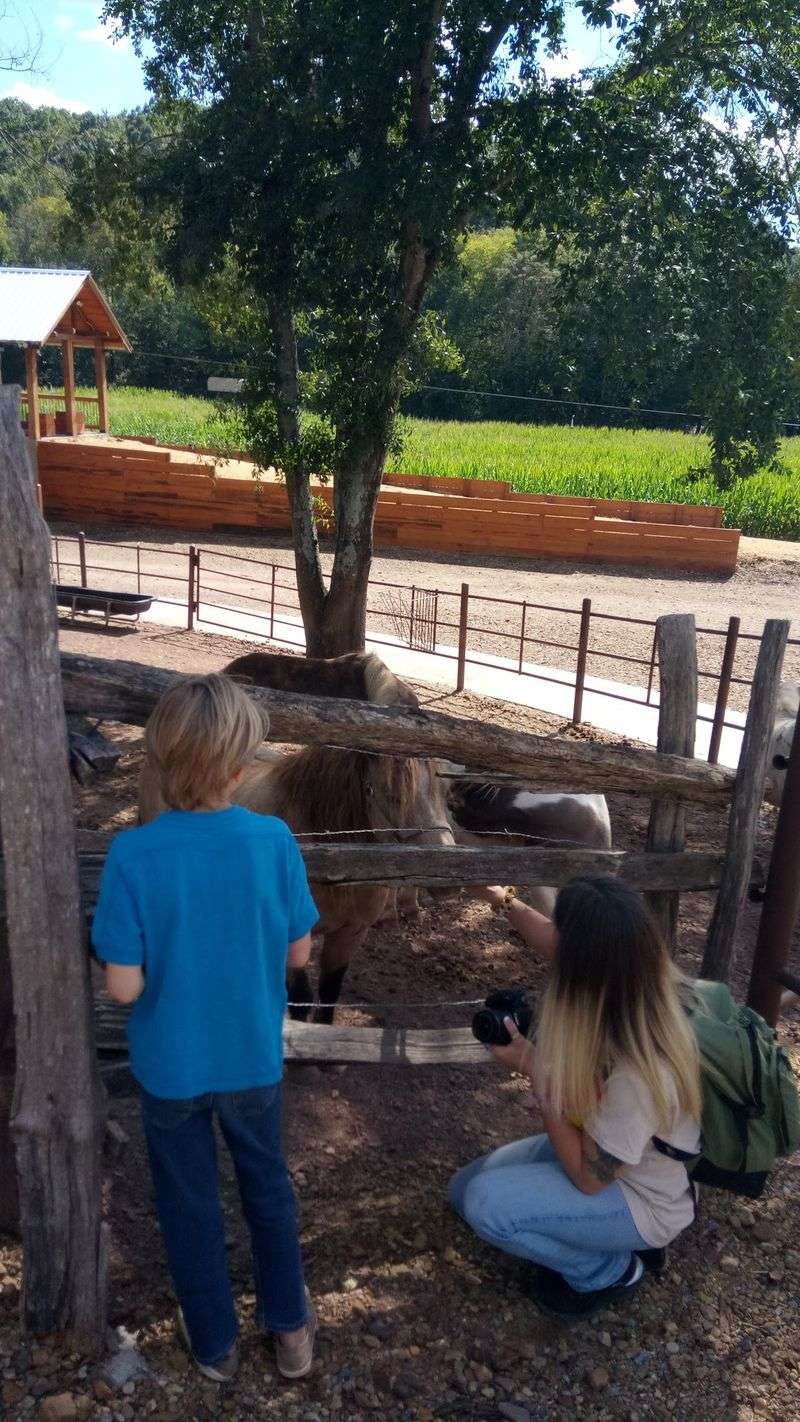 Racing Pigs And A Monster Pumpkin Cannon