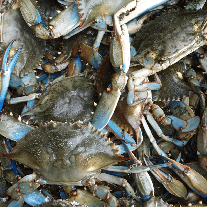 Blue Crabs Go Fast, So Plan Your Trip Wisely