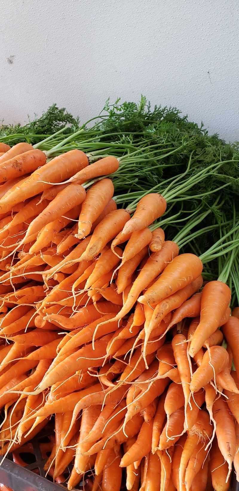 Catch Them Under A Tent At Your Favorite Market