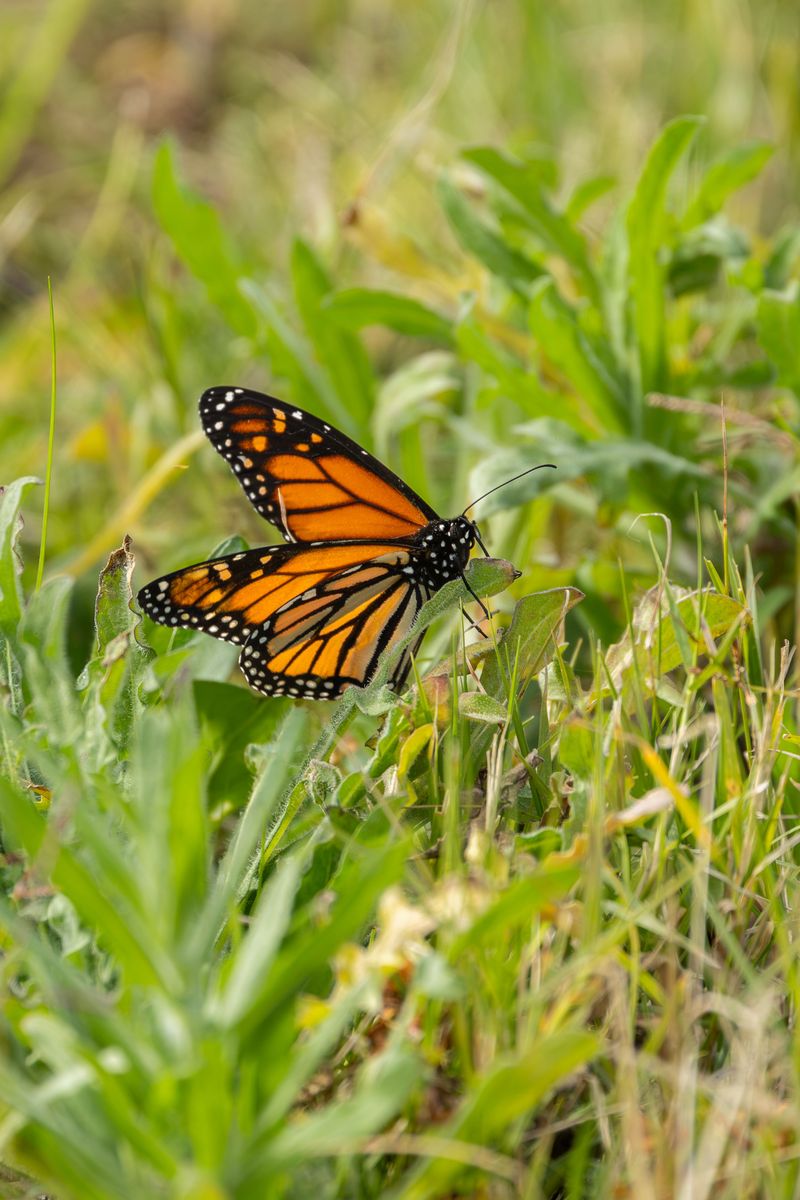 You Can Snack Your Way Past A Real Monarch Waystation