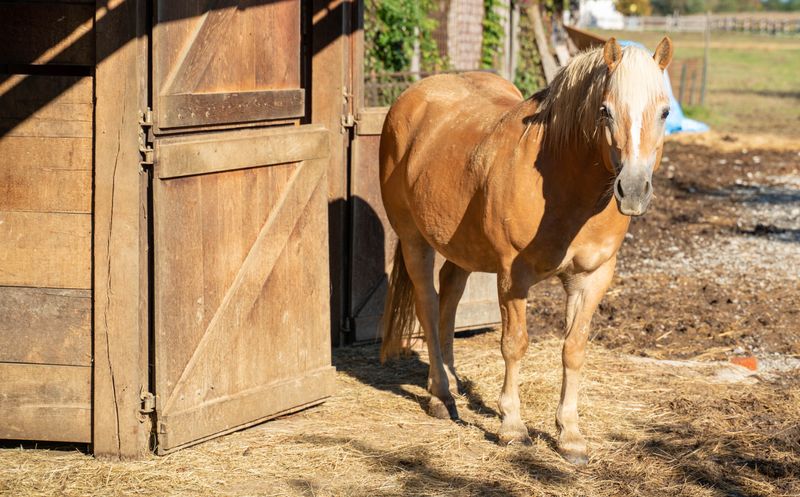 Across the River Horse Ranch and Sanctuary