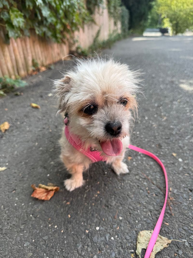 This Connecticut Animal Shelter Gives Abandoned And Senior Dogs A Second Chance At A Loving Home - Decor Hint Volunteering, Fostering, And Other Ways To Pitch In
