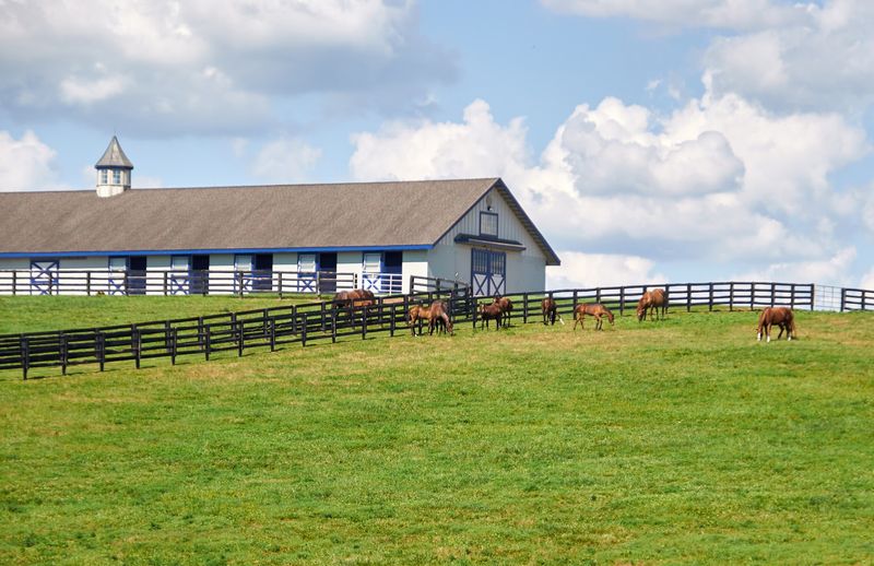 Kentucky Has A Breathtaking Tree Tunnel Road, And It Looks Straight Out Of A Movie - Decor Hint Horse Country Shows Off Mile After Mile
