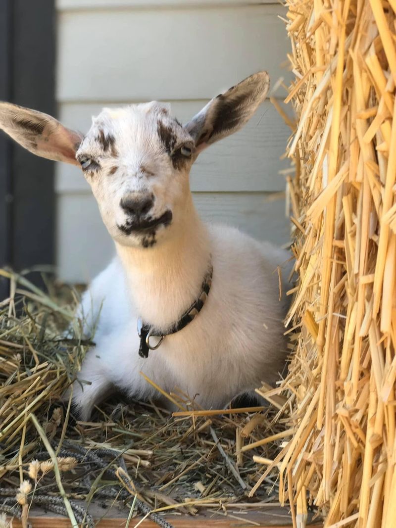 Quiet Spaces Where Kids Read Aloud To The Animals