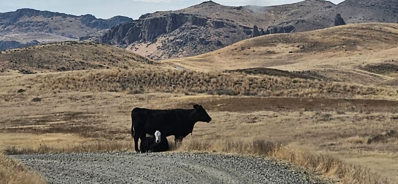 Camping, Fishing, And Some Very Curious Cows