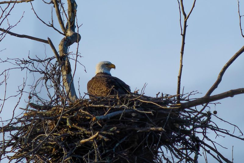10 Virginia Bird Sanctuaries Where A Quiet Morning Can Turn Into Something Unforgettable - Decor Hint Occoquan Bay National Wildlife Refuge, Woodbridge