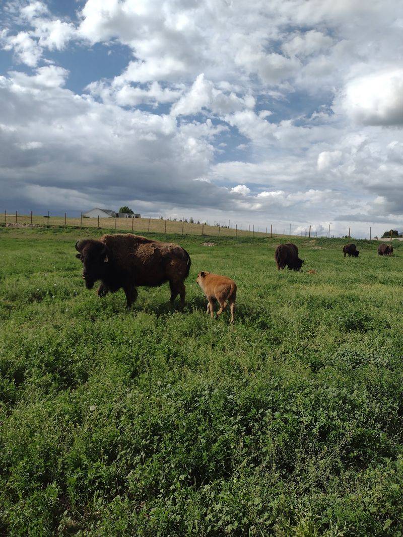 This Idaho Ranch Sells Grass-Fed Bison Straight From The Pasture - Decor Hint June Saturdays Belong to the Baby Bison