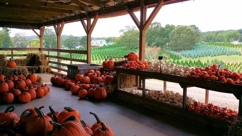 The Kinsey Family Farm