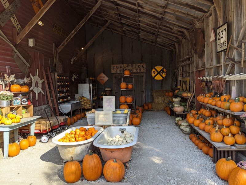 Until Halloween These 8 Nebraska Pumpkin Patches Let You Pick Pumpkins - Decor Hint Bloom Farm and Pumpkin Patch