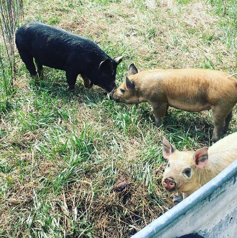 Hogs, Hens And A Clever Use For Whey
